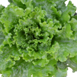 Frilice lettuce
